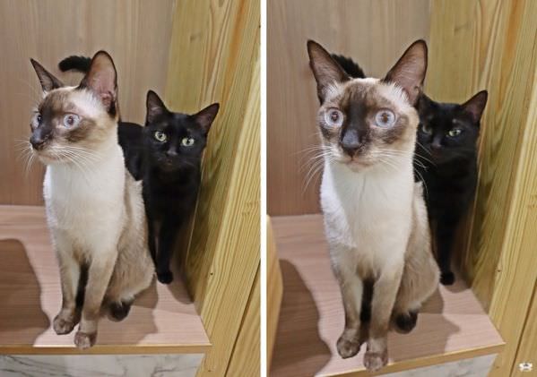 森林小徑精誠店對寵物超友善